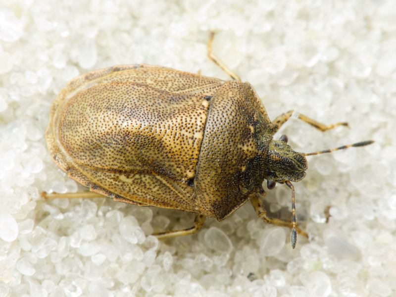 Podops (Opocrates) rectidens Horváth, 1883